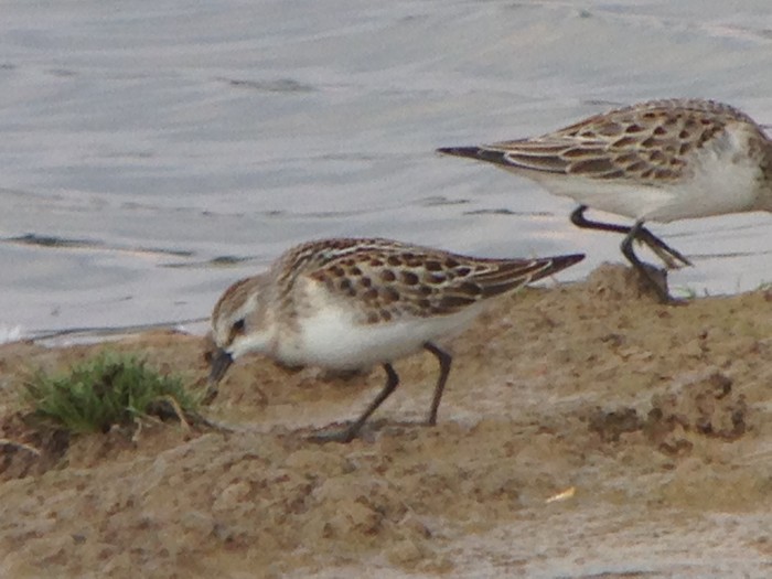 Little Stint