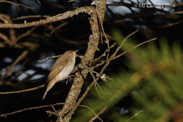 Western Bonelli's Warbler