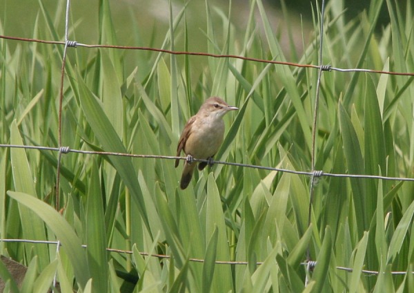 Great Reed Warbler