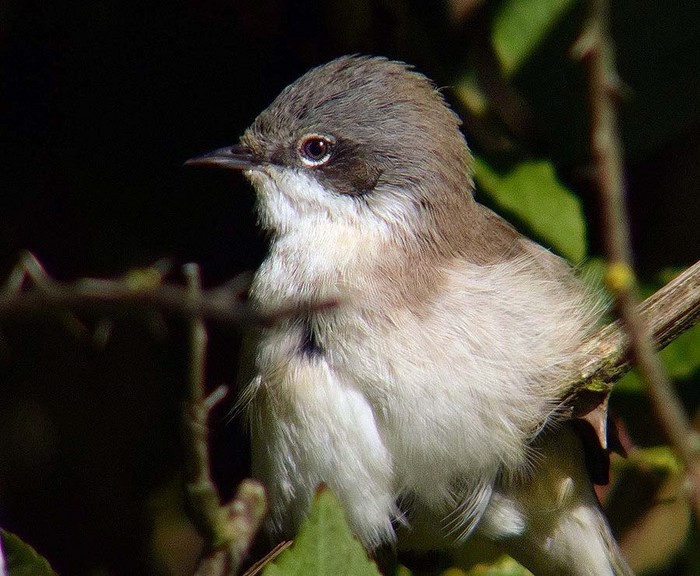 Lesser Whitethroat