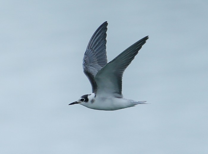 Black Tern