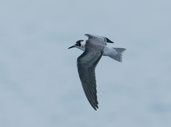Black Tern