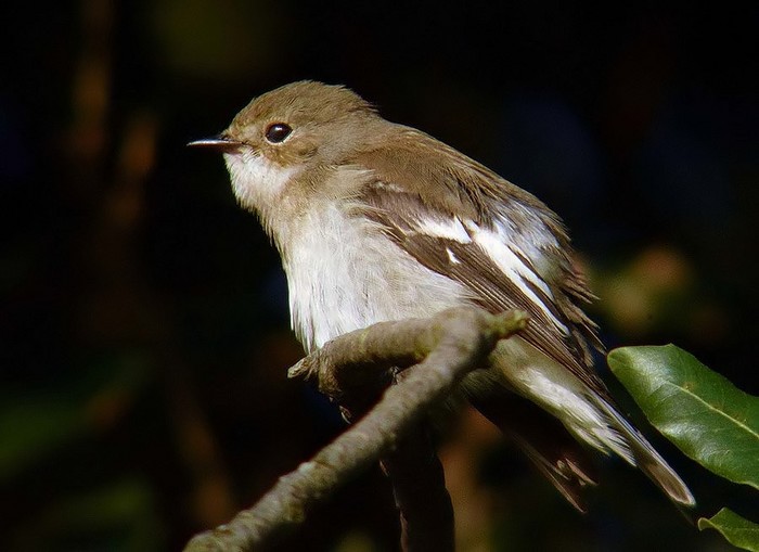 Pied Flycatcher