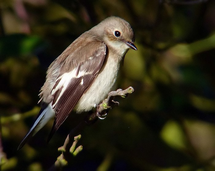 Pied Flycatcher