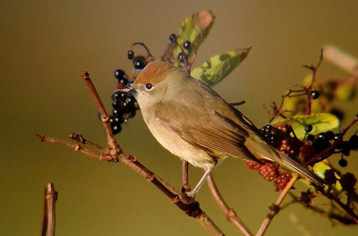 Blackcap