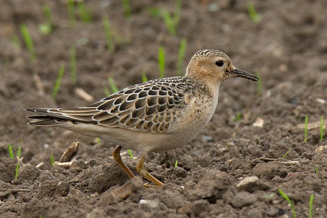 Buff-breasted Sandpiper