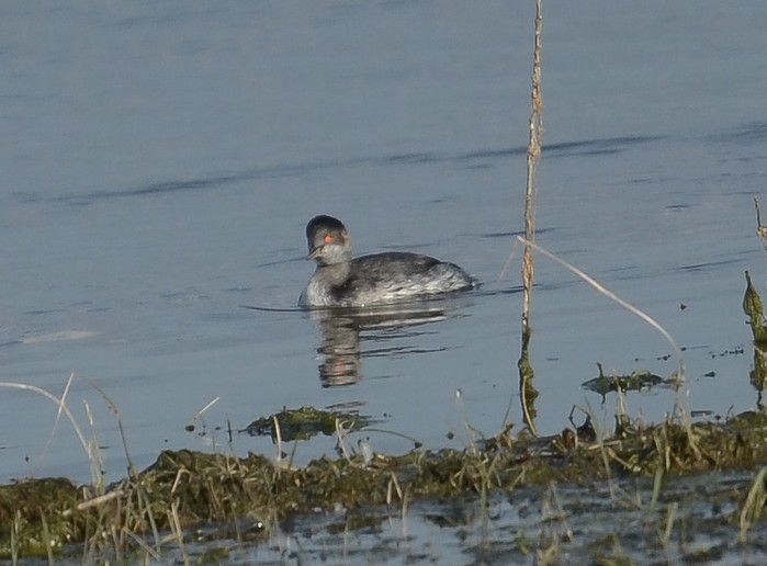Black-necked Grebe