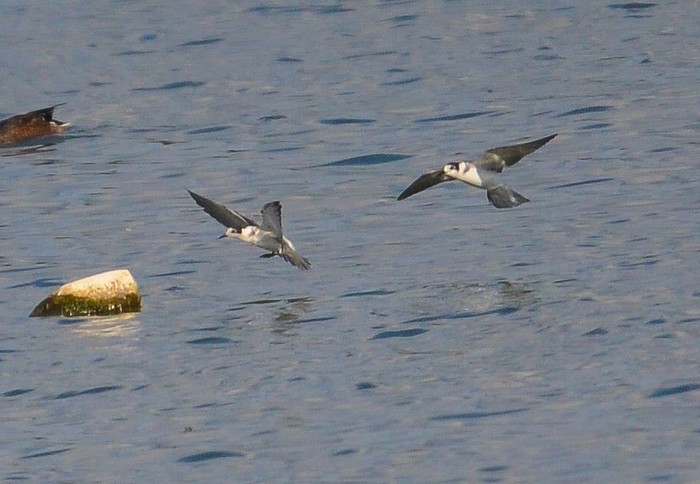 Black Tern