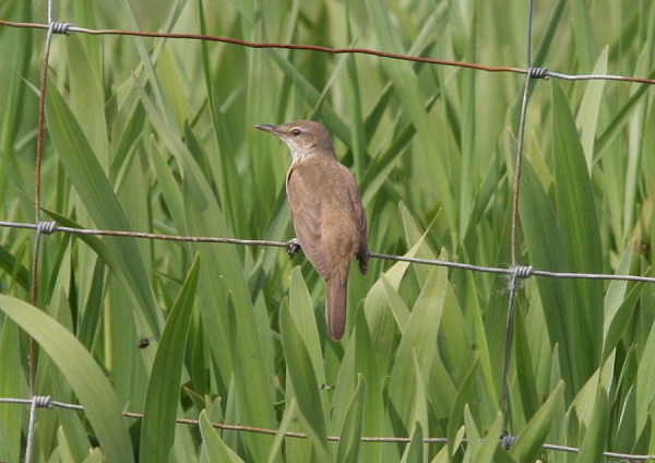 Great Reed Warbler