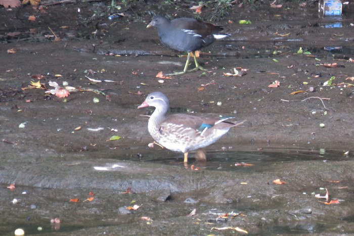 Mandarin