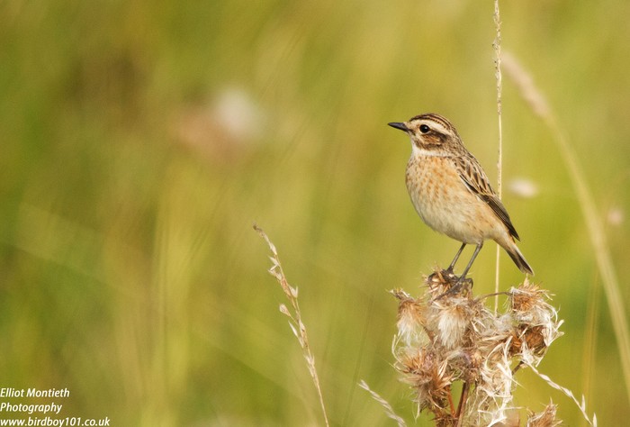 Whinchat