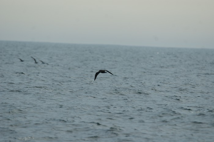Arctic Skua