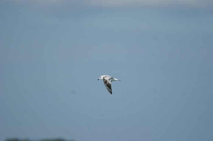 Mediterranean Gull