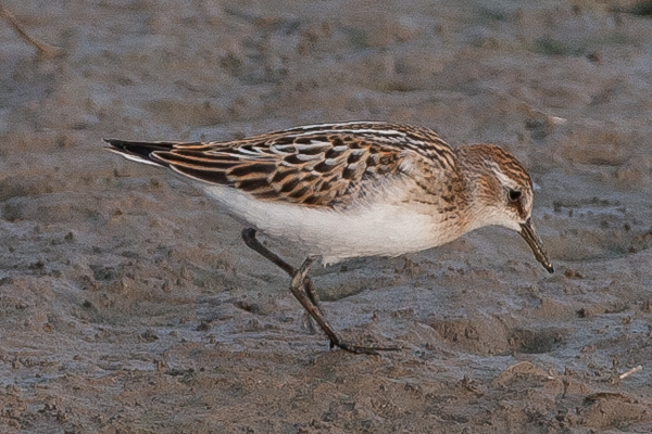 Little Stint