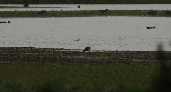 Wilson's Phalarope