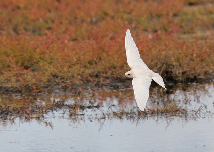 Swallow