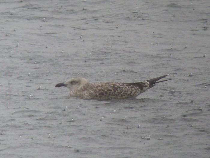 Yellow-legged Gull