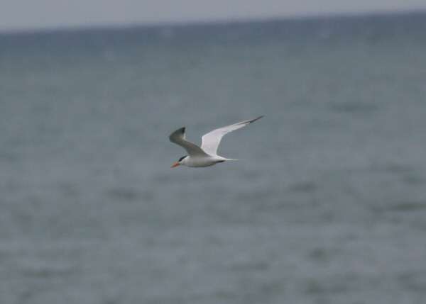 African Royal Tern