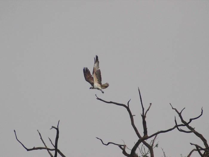 Osprey