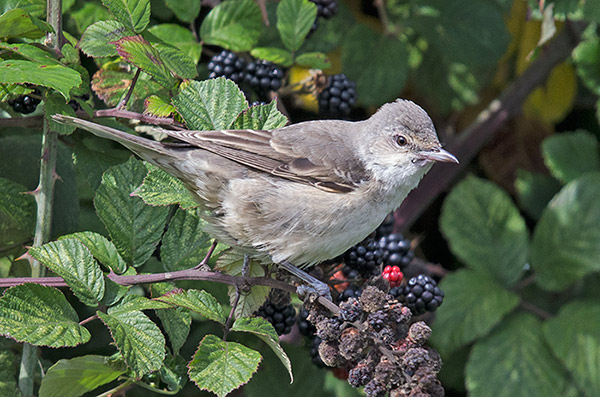 Barred Warbler