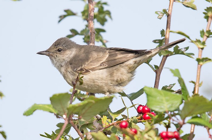 Barred Warbler