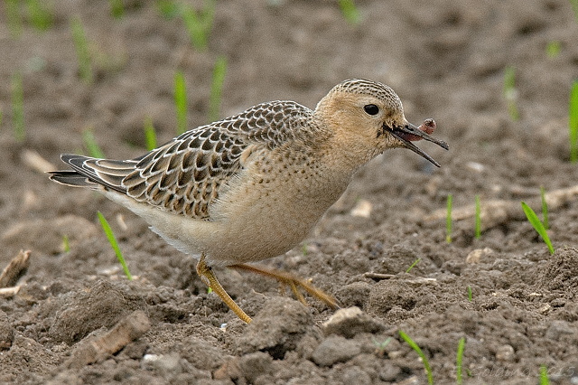 Buff-breasted Sandpiper