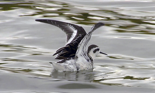 Red-necked Phalarope
