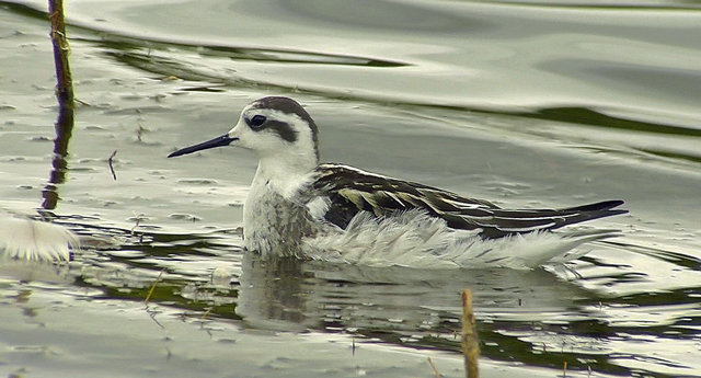 Red-necked Phalarope