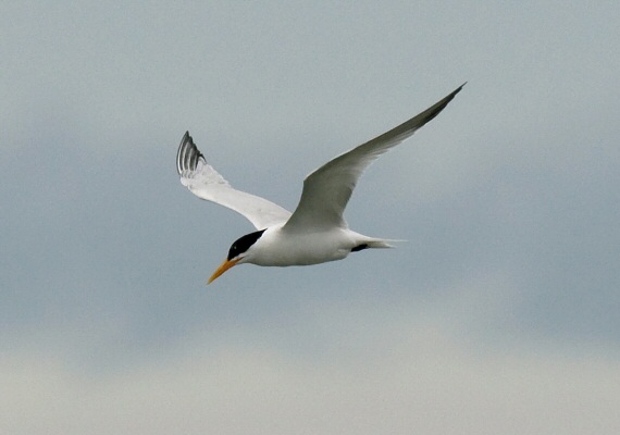 African Royal Tern