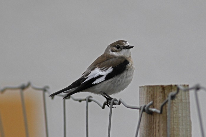 Collared Flycatcher