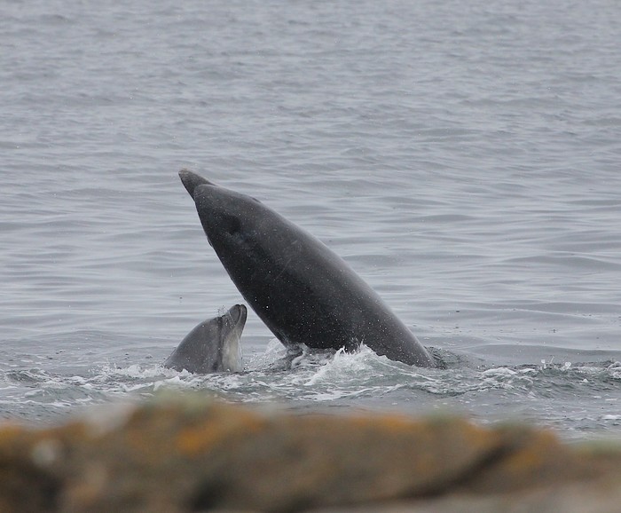 Bottlenose dolphin