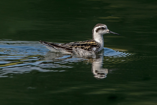 Red-necked Phalarope