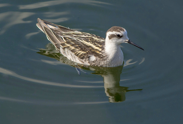 Red-necked Phalarope