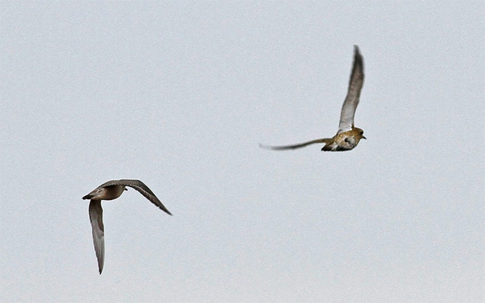 American Golden Plover