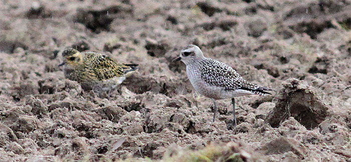 American Golden Plover