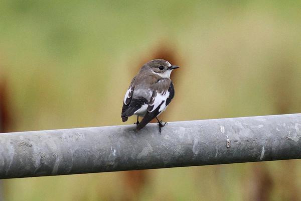 Collared Flycatcher