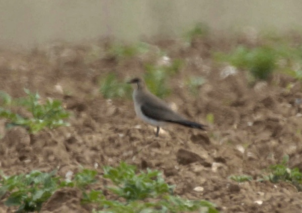 Black-winged Pratincole