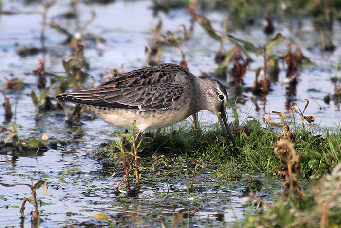 Long-billed Dowitcher