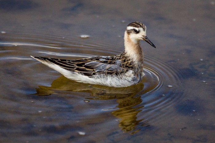 Grey Phalarope