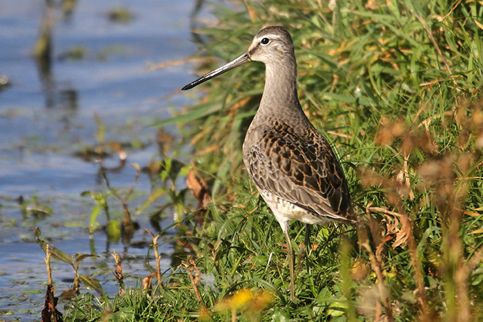 Long-billed Dowitcher