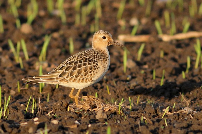 Buff-breasted Sandpiper