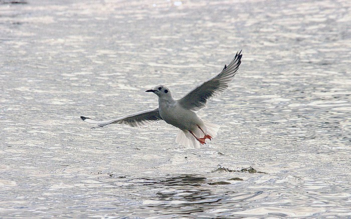 Bonaparte's Gull