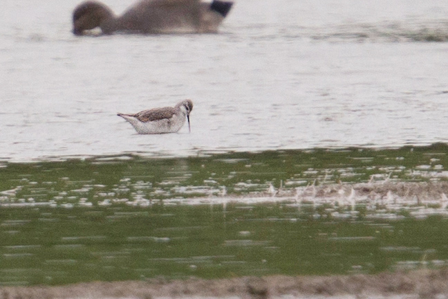 Wilson's Phalarope