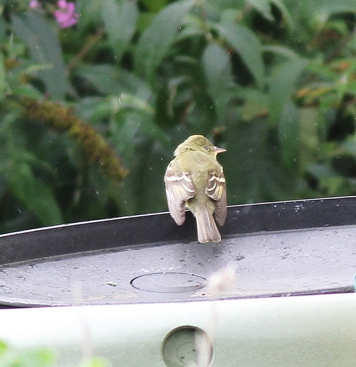 Acadian Flycatcher
