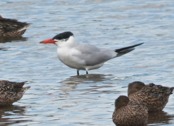 Caspian Tern