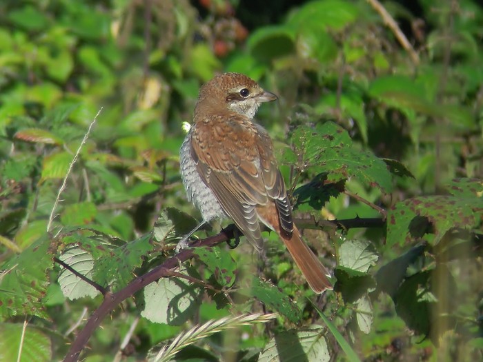 Red-backed Shrike
