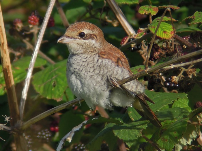 Red-backed Shrike