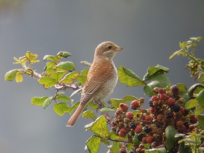Red-backed Shrike