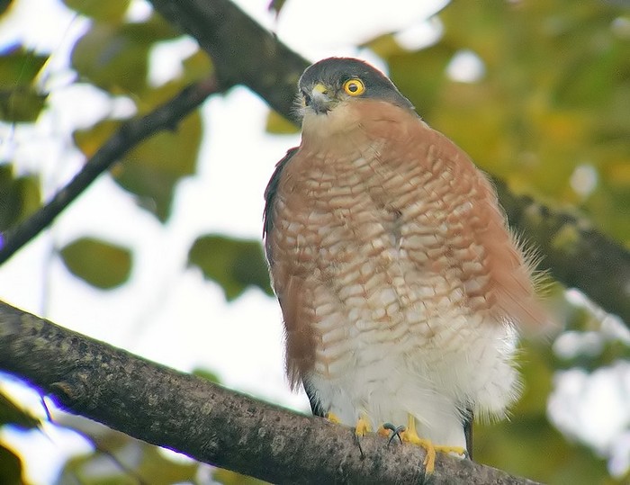 Sparrowhawk