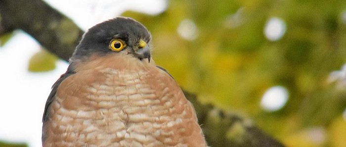 SPARROWHAWK